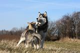 ALASKAN MALAMUTE 793